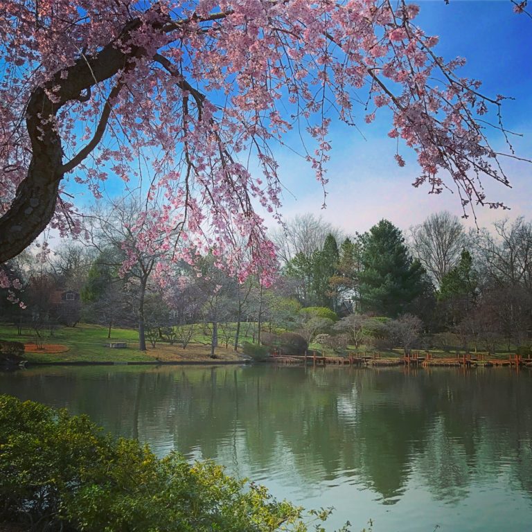 Cherry Blossoms, Missouri Botanical Garden - Katie Willard Virant ...